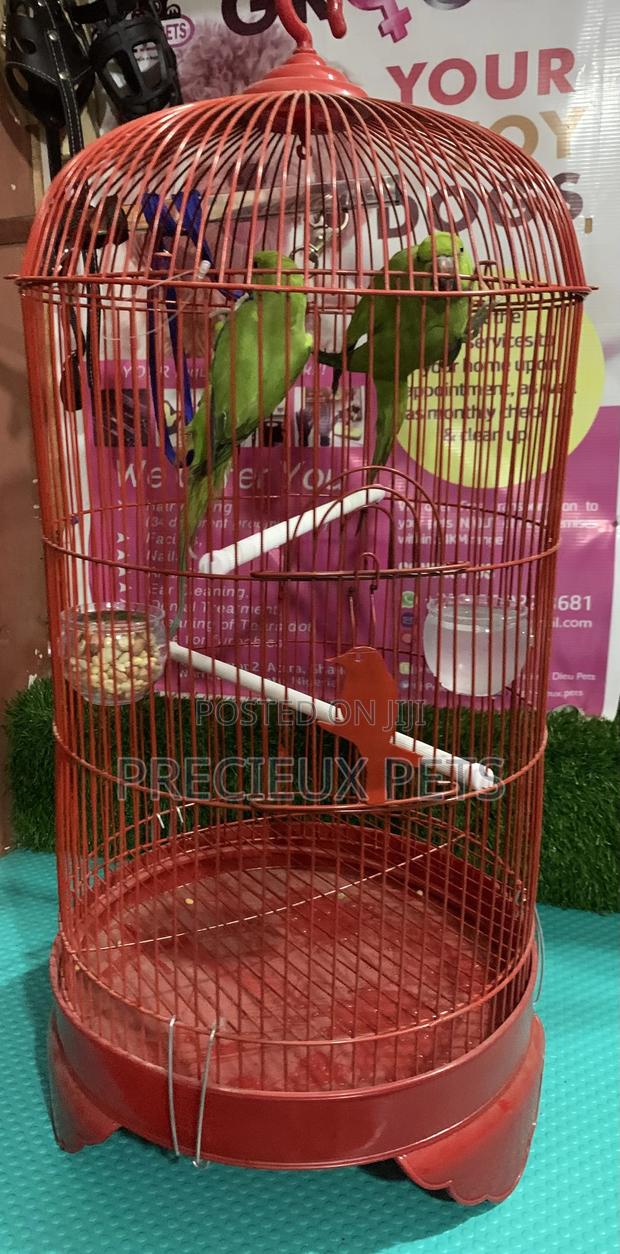 Pair of Longtail Parrots · Photo 3