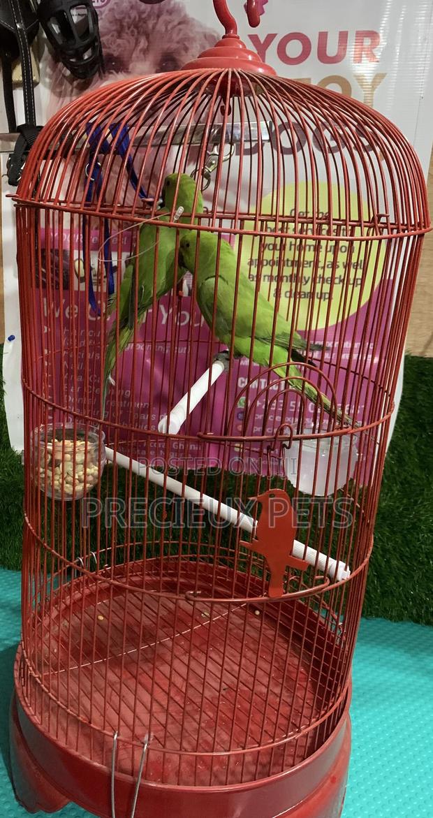 Pair of Longtail Parrots · Photo 4