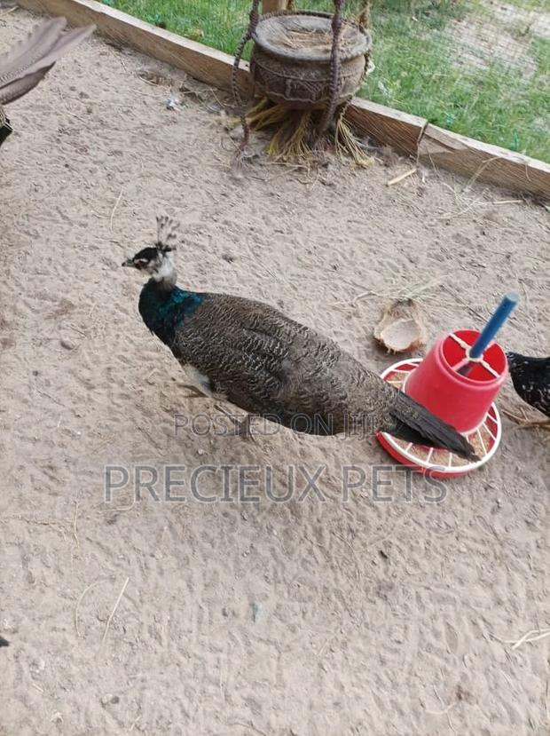Young Male Peacock
