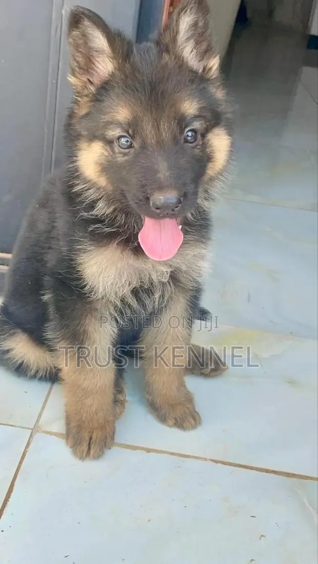 1-3 months Male Purebred German Shepherd · Photo 1