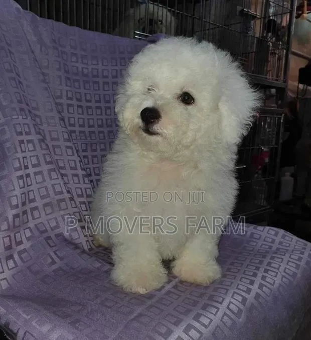 1-3 months Male Purebred Poodle · Photo 1