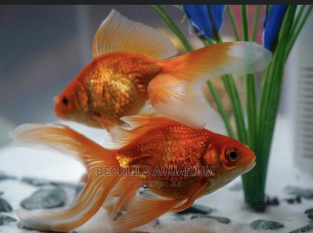 Long Fin Goldfish · Photo 2