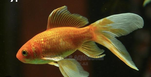 Long Fin Goldfish · Photo 3