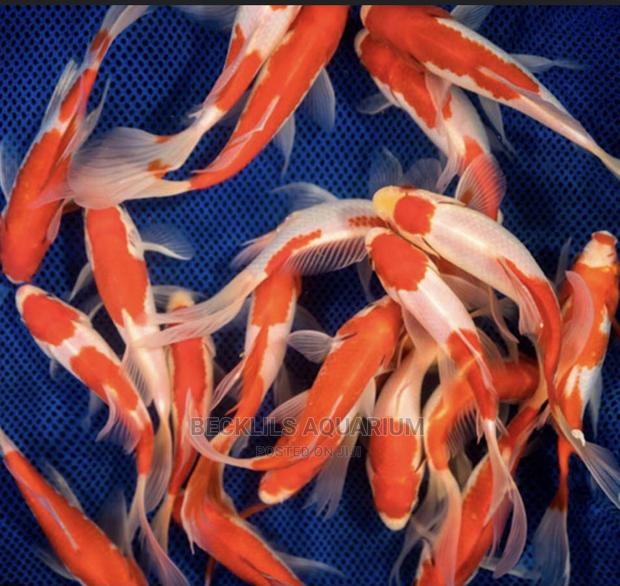 Long Fin Goldfish · Photo 4