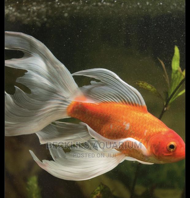 Long Fin Goldfish · Photo 1
