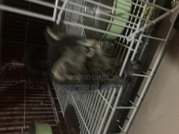 1-3 months Female Mixed Breed Maine Coon · Photo 3