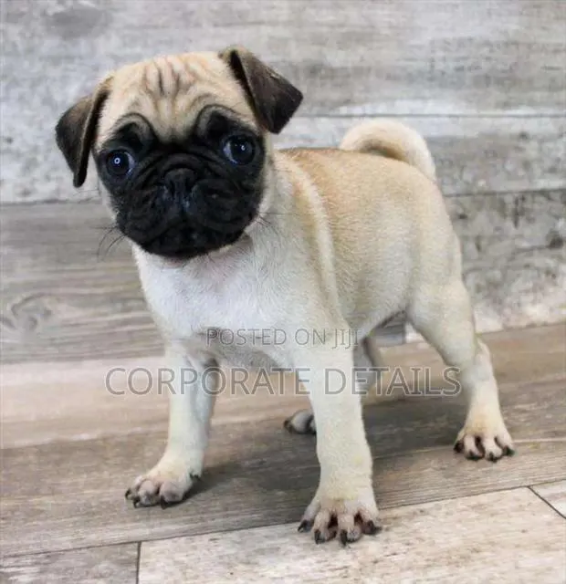 1-3 months Female Purebred Pug · Photo 1