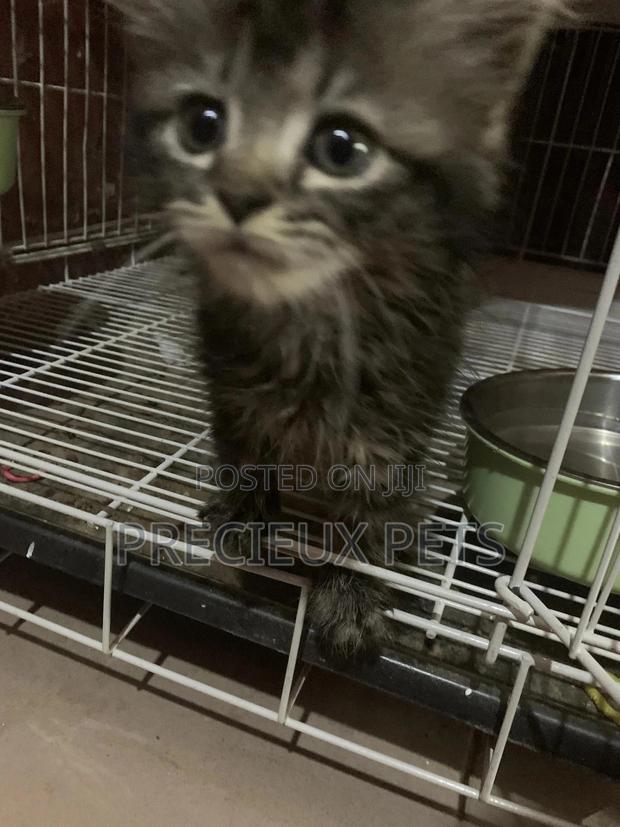 1-3 months Female Mixed Breed Maine Coon · Photo 1