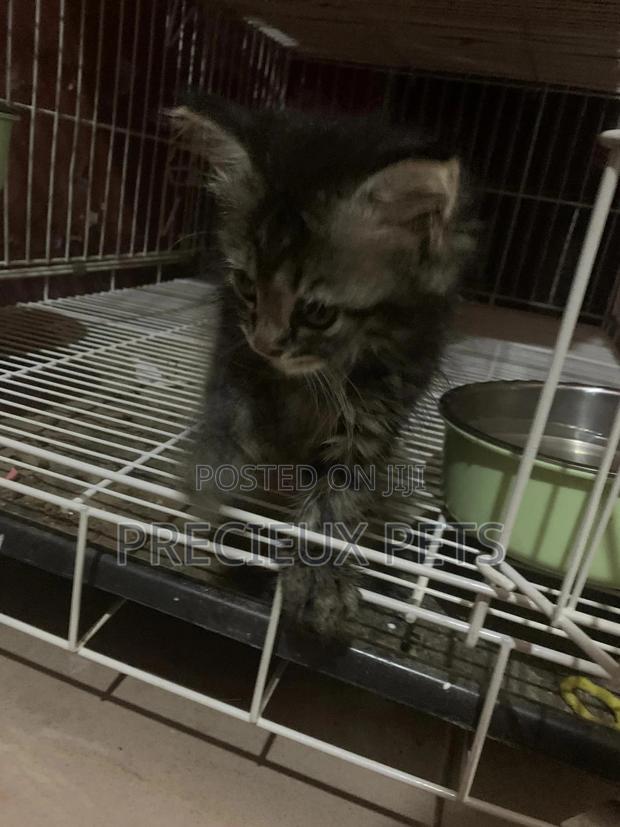 1-3 months Female Mixed Breed Maine Coon · Photo 2