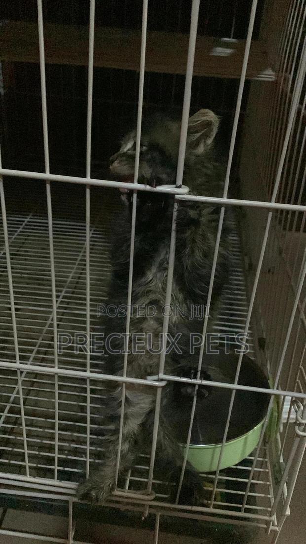1-3 months Female Mixed Breed Maine Coon · Photo 4
