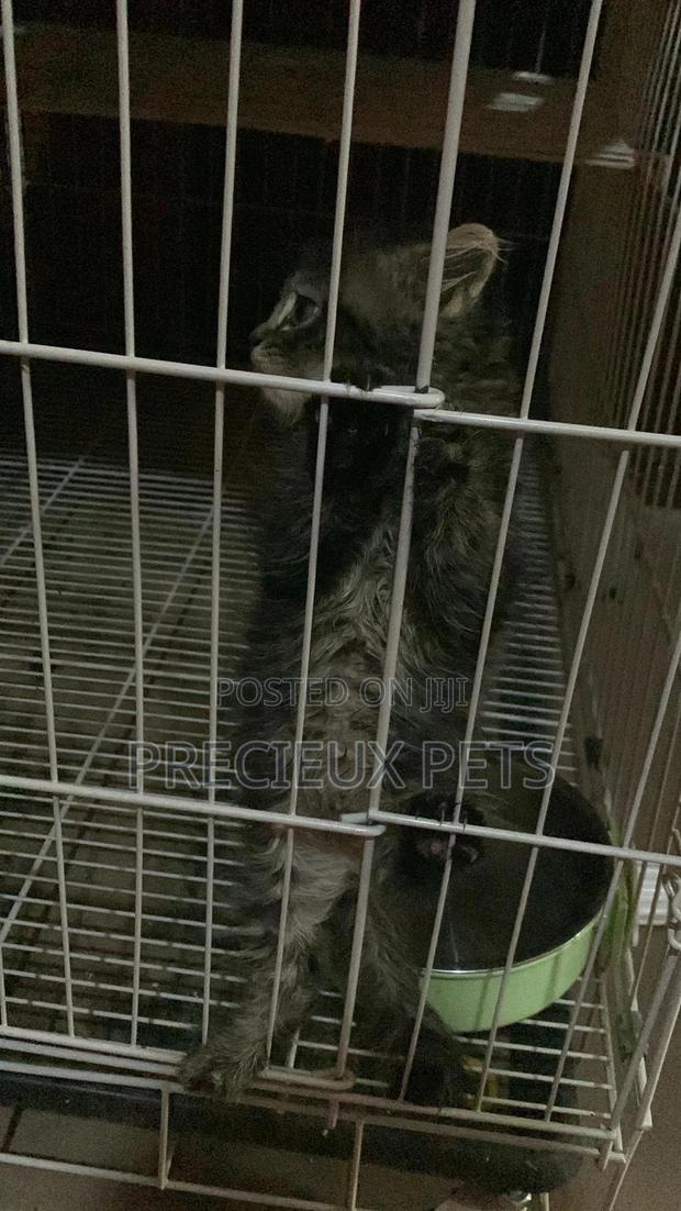 1-3 months Female Mixed Breed Maine Coon · Photo 5