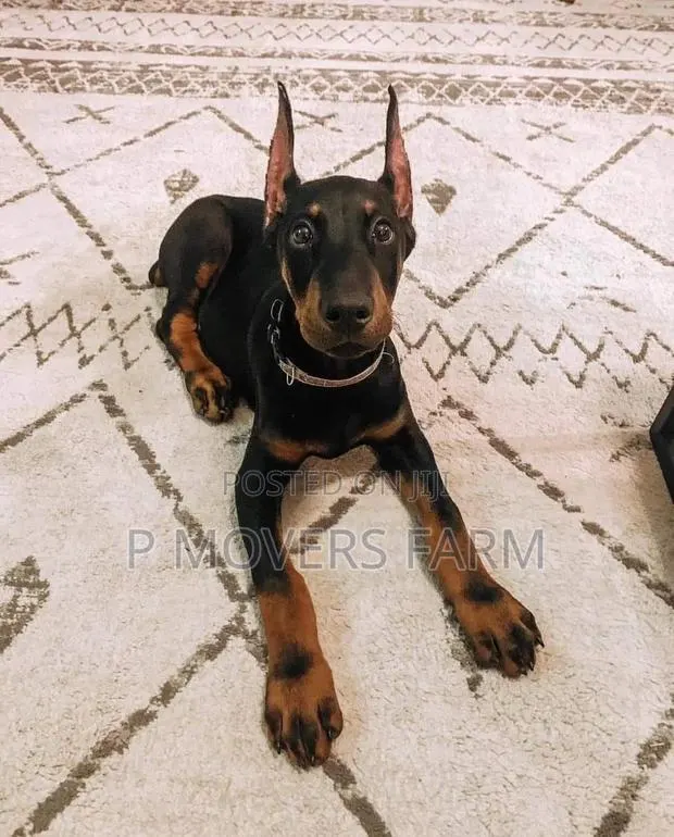 1-3 months Female Purebred Doberman Pinscher · Photo 1