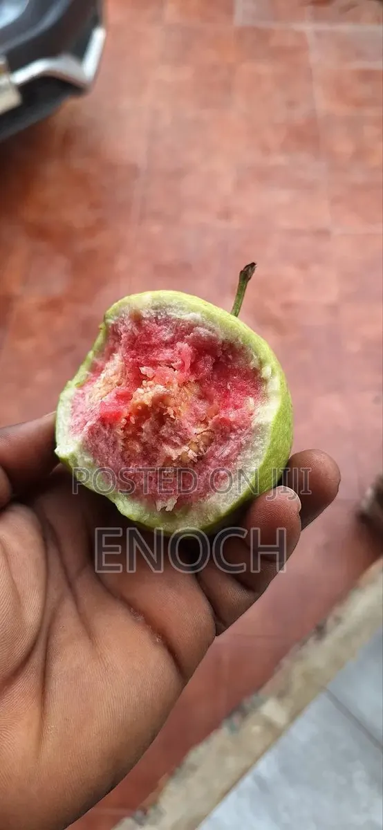 Large Exotic Organic Guava Seedling · Photo 1