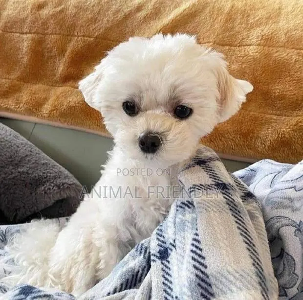 1-3 months Male Purebred Poodle · Photo 1