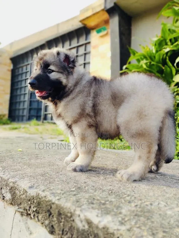 1-3 months Male Purebred Caucasian Shepherd · Photo 1
