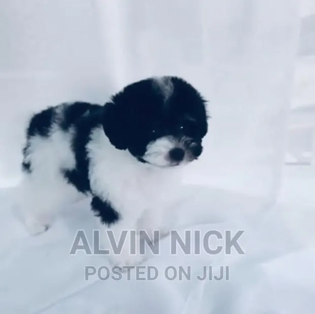 1-3 months Male Purebred Poodle · Photo 1