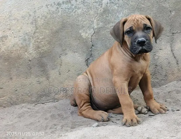 1-3 months Male Purebred Boerboel · Photo 1