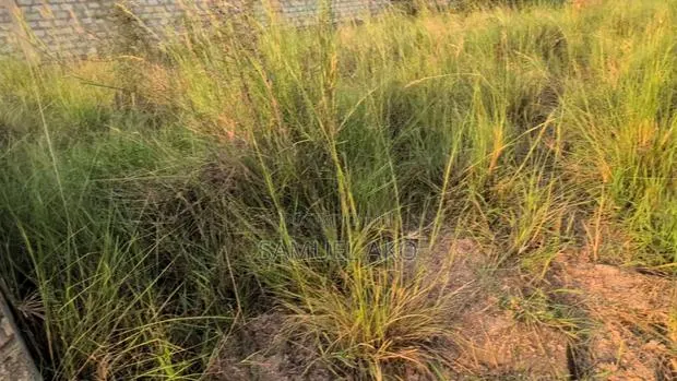 Fully Titled 100 X 70 Ft Plot Behind China Mall, Amrahia · Photo 1