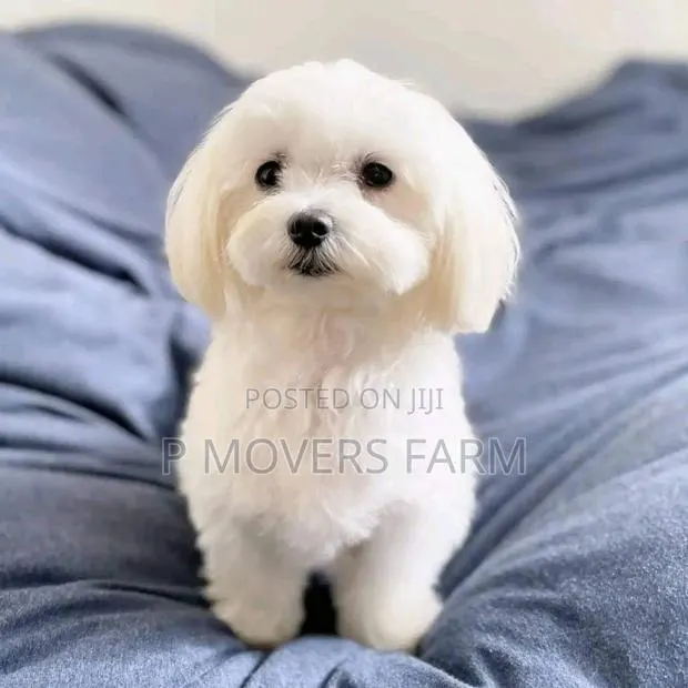 1-3 months Male Purebred Maltese · Photo 1