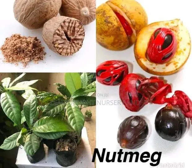 Nutmeg Seedlings · Photo 1