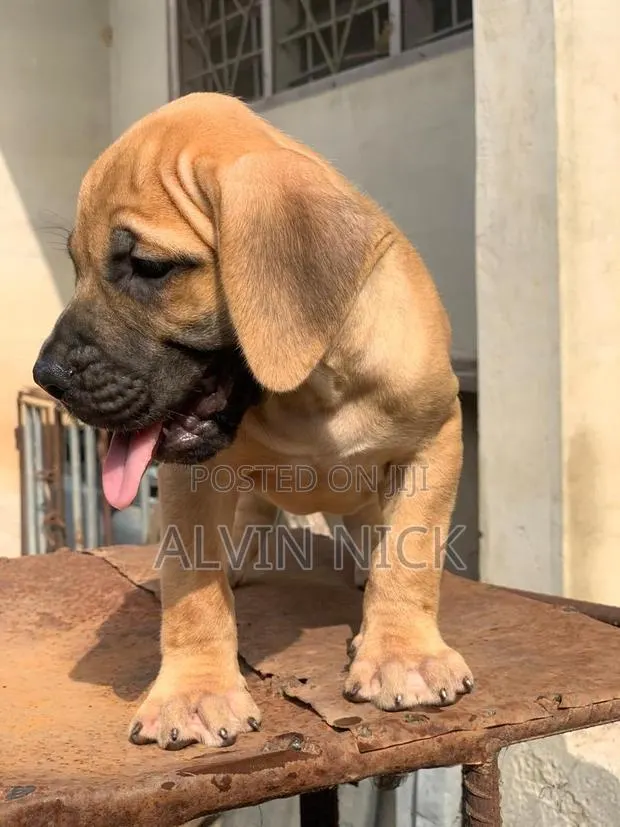 1-3 months Male Purebred Boerboel · Photo 1