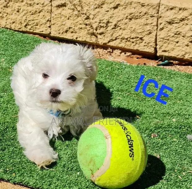 1-3 months Male Purebred Maltese · Photo 1
