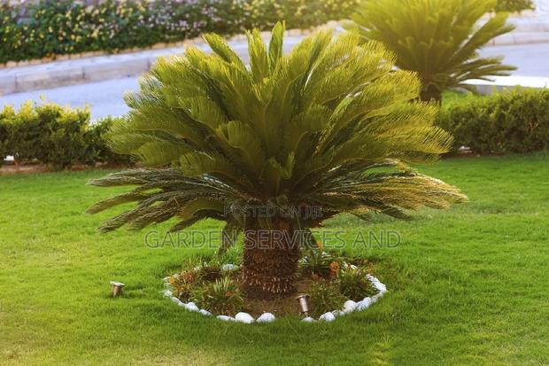 Sago Palm for Sale