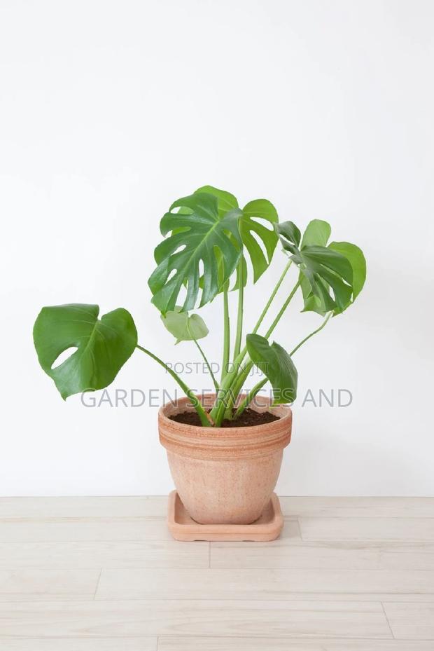 Monstera for Sale · Photo 2