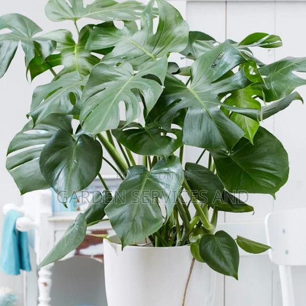 Monstera for Sale · Photo 3