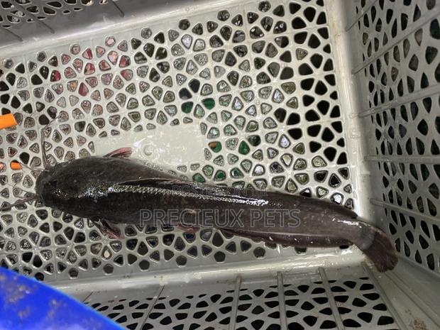 Fresh Water Catfish · Photo 1
