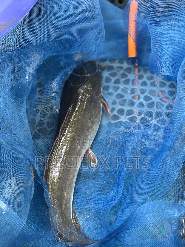 Fresh Water Catfish · Photo 4