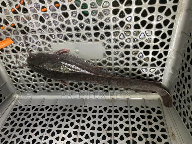 Fresh Water Catfish · Photo 2