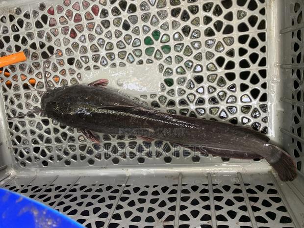 Fresh Water Catfish · Photo 3