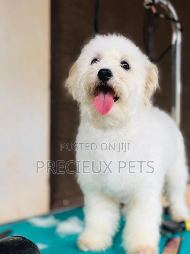 Prime Grooming Services · Photo 1