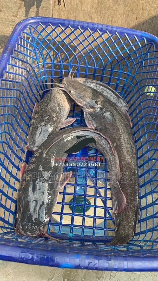 Matured Cat Fish · Photo 1