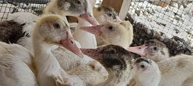 Ducklings for Sale (French Muscovy Pure Breed) · Photo 1