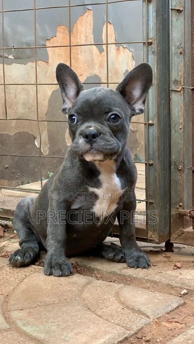 1-3 months Female Purebred French Bulldog · Photo 1