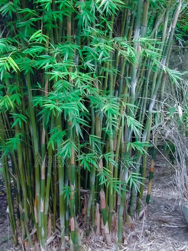 Bamboo Stalks, Horn Worth Plant,Papyrus & Many Water Plants Available · Photo 1