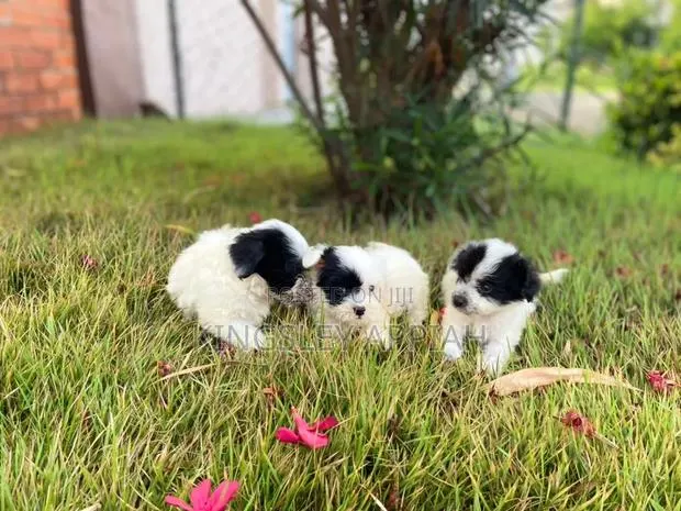 1-3 months Female Purebred Poodle · Photo 1