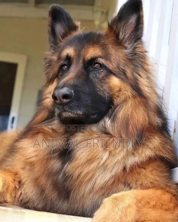 3-6 months Male Purebred German Shepherd · Photo 1