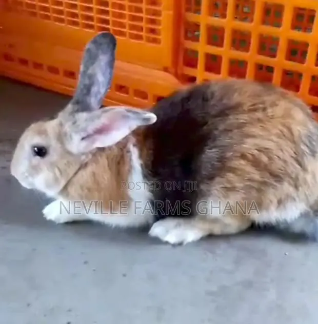 Rabbits for Meat and Breeding · Photo 1