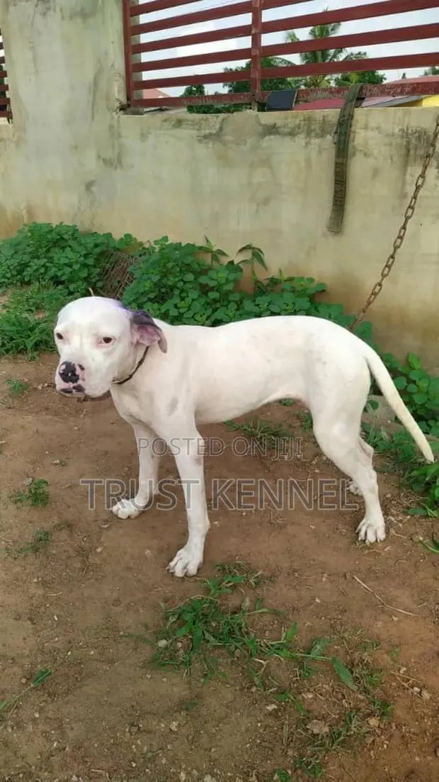 6-12 months Female Purebred Dogo Argentino · Photo 1