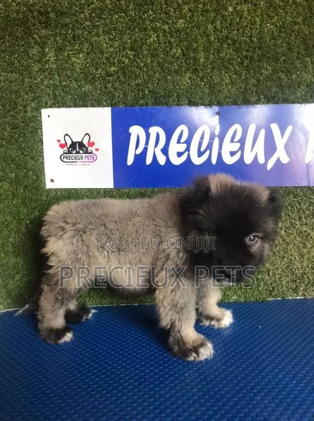 1-3 months Male Purebred Caucasian Shepherd · Photo 1