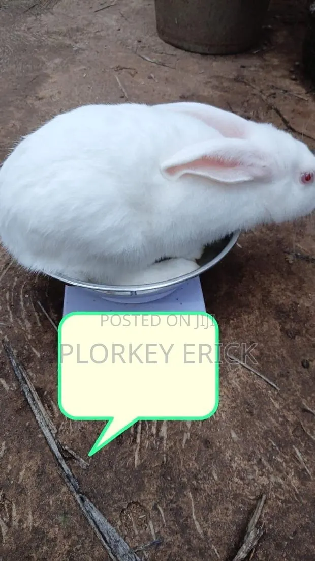 Healthy and Well-Nurtured Rabbits of Different Breeds for Sale Here · Photo 1