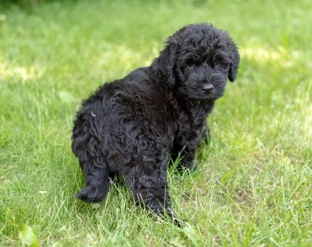 1-3 months Male Purebred Poodle · Photo 1