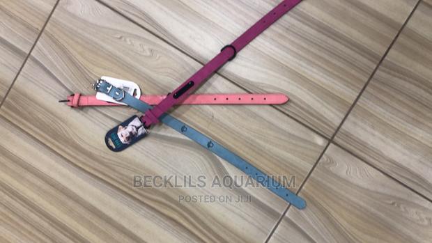 Harness Available for Dogs · Photo 2