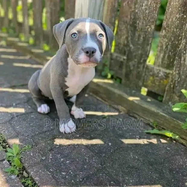 1-3 months Male Purebred American Pit Bull Terrier · Photo 1