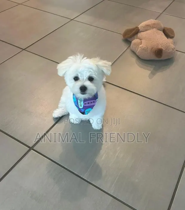 1-3 months Male Purebred Maltese · Photo 1