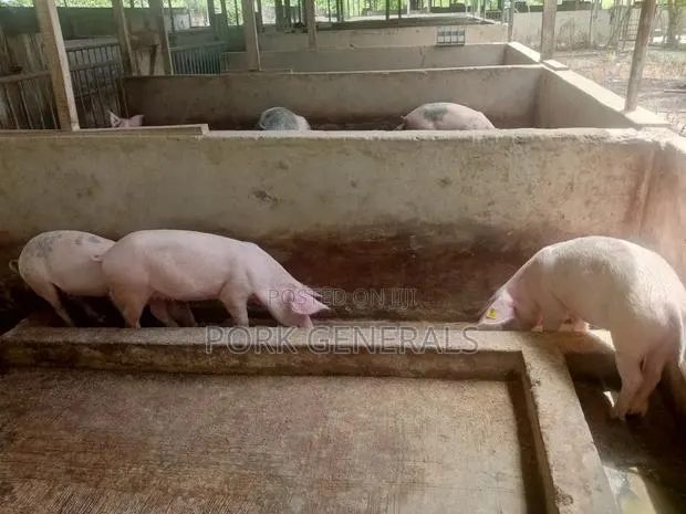 Pigs for Sale · Photo 3