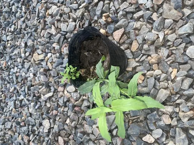 Mountain Mint Seedling